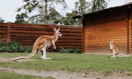 Parcs animaliers d'Australie