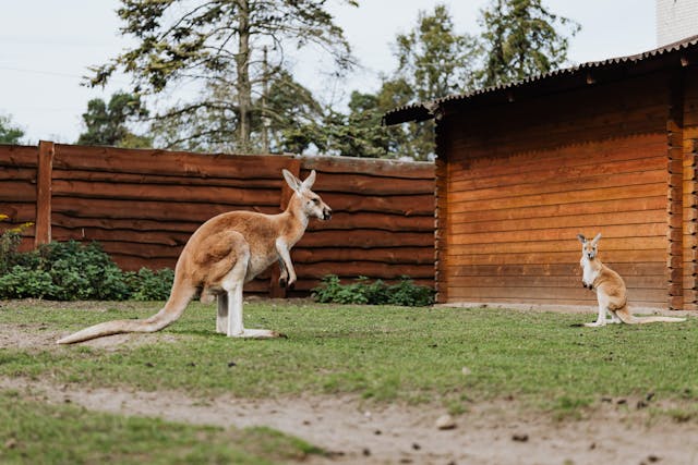 Parcs animaliers d'Australie