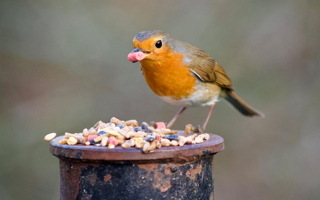 Alimentation des oiseaux