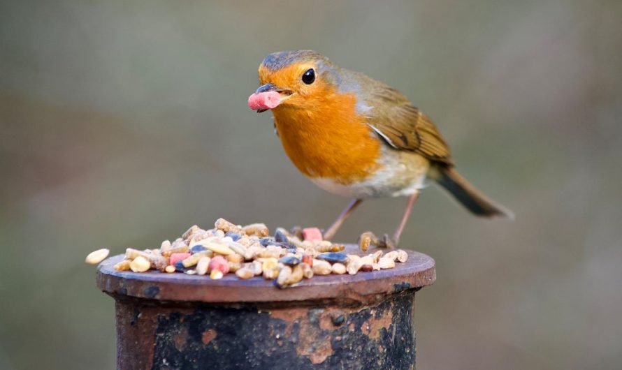 Les meilleurs aliments pour nourrir vos oiseaux de volière