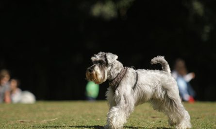 Socialisation de votre chiot