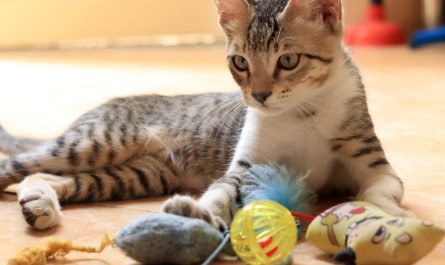 Jouets pour chat