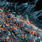 Intestin et microbiote