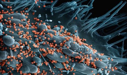 Intestin et microbiote