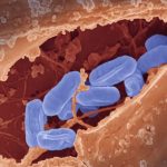 Microbiote intestinal
