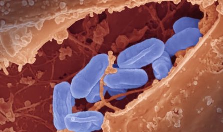Microbiote intestinal