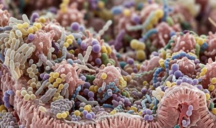secrets du microbiote