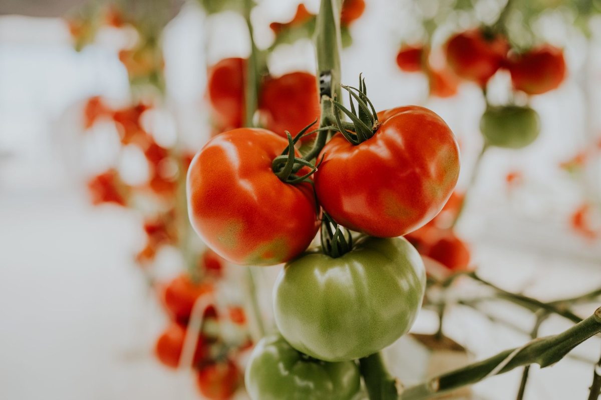Tomates mûres et vertes sur une tige, flou en arrière-plan Tomates mûres et vertes sur une tige, flou en arrière-plan